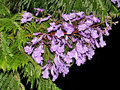 vignette Bignoniaceae - Flamboyant bleu -Jacaranda mimosifolia