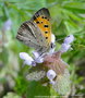 vignette Cuivr commun ou Bronz (Lycaena phlaeas)