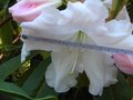 vignette Rhododendron Loderi King Georges aux fleurons de 15cm de diamtre au 07 04 11