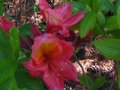 vignette Rhododendon Hebien premires fleurs au 07 04 11