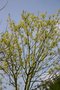 vignette Acer platanoides 'Tharand' en fleurs