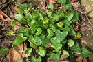 vignette Ranunculus ficaria 'Green Petal'