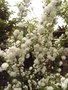 vignette Prunus glandulosa 'Albiplena'