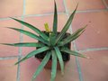 vignette Agave arizonica