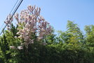 vignette Prunus 'Amanogawa'