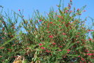 vignette Grevillea juniperina / Proteaceae / Australie
