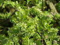 vignette Salix caprea - Saule marsault