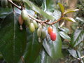 vignette Elaeagnus x ebbingei, fruits, des drupes