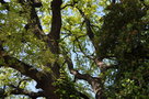 vignette Quercus suber