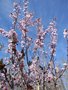 vignette Prunus cerasifera  pissardii
