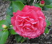 vignette Camlia ' SOUVENIR DE FERDINAND FAVRE ' camellia japonica