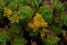 vignette Sedum kimnachii