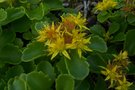 vignette Sedum aizoon