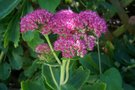 vignette Sedum spectabile