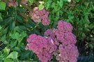 vignette Sedum spectabile