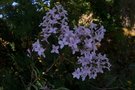 vignette Syringa persica