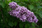 vignette Syringa vulgaris 'Sensation'