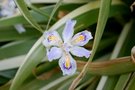 vignette Iris japonica 'Variegata'
