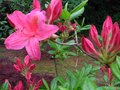 vignette Rhododendron Jolie Madame premires fleurs au 12 04 11