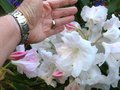 vignette Rhododendron Loderi King Georges aux normes fleurs au 09 04 11
