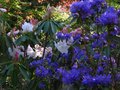 vignette Rhododendrons en beaut: Augustinii Hillier's dark form et Loderi King Georges au 09 04 11