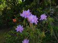 vignette Rhododendron Augustinii Electra au 12 04 11
