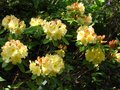 vignette Rhododendron Invitation au 12 04 11