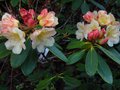 vignette Rhododendron Invitation gros plan au 10 04 11