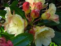 vignette Rhododendron Invitation Gros plan au 07 04 11