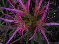vignette Rhododendron macrosepalum linearifolium au 10 04 11