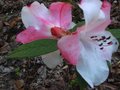 vignette Rhododendron Edgeworthii dlicieusement parfum au 10 04 11