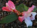 vignette Rhododendron Edgeworthii gros plan au 07 04 11