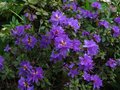 vignette Rhododendron Blue tit au 02 04 11