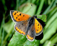 vignette Cuivr commun ou Bronz (Lycaena phlaeas) papillon