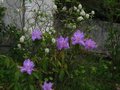 vignette Floraisons associes : Rhododendron augustinii electra et fothergilla major au 10 04 11