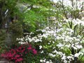 vignette Floraisons associes: cornus florida rainbow et azalea japonica au 10 04 11