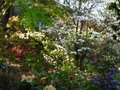vignette Floraisons associes: rhododendrons, azalees japonaises et cornus florida rainbow au 10 04 11
