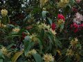 vignette Floraisons associes: Illicium simonsii, camellia et edgeworthia au 10 04 11