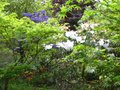 vignette Floraisons associes: Rhododendrons sous le couvert d'acers palmatum au 10 04 11