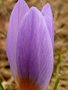vignette Crocus tomassinianum * Barrs Purple *