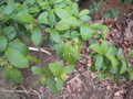 vignette galle, Eriophyes prunianus sur Prunus