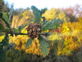 vignette galle, Andricus fecondatrix = Andricus fecondator, sur Quercus, chne