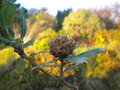 vignette galle, Andricus fecondatrix = Andricus fecondator, sur Quercus, chne