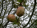vignette galle, Biorhiza pallida, pomme du chne, Quercus
