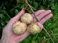 vignette galle, Biorhiza pallida, pomme du chne, Quercus