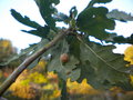 vignette galle, Cynips longiventris, sur chne, Quercus