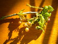 vignette galle, Cynips quercusfolii, sur chne, Quercus