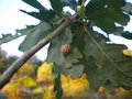 vignette galle, Cynips, trs jolie ccidie sur chne, Quercus