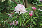 vignette Rhododendron makinoi / Ericacées / Japon