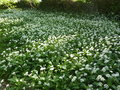 vignette Allium ursinum - Ail des ours